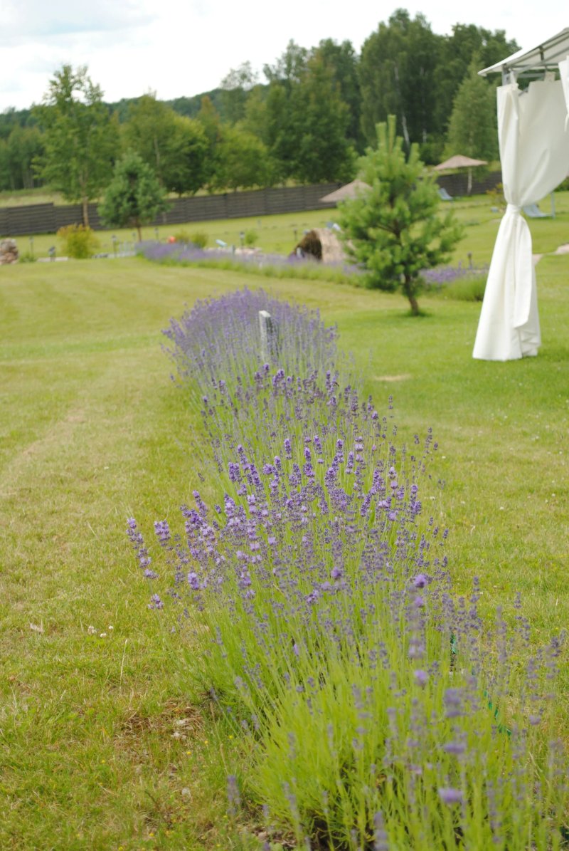 Lavender Village