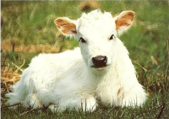 Chillingham Wild Cattle