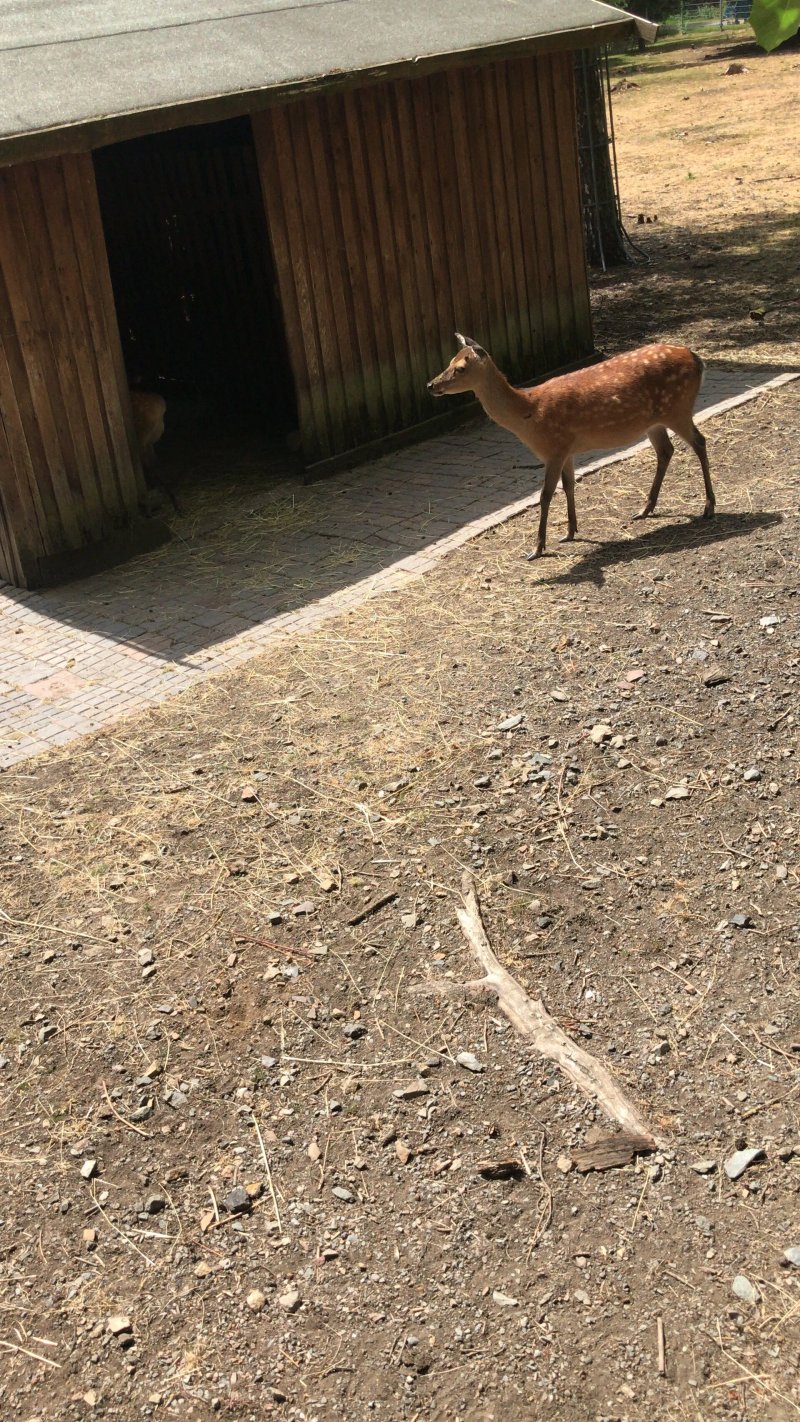 Wildgehege Rabensleite