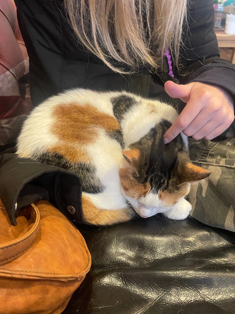 Kitty Cafe