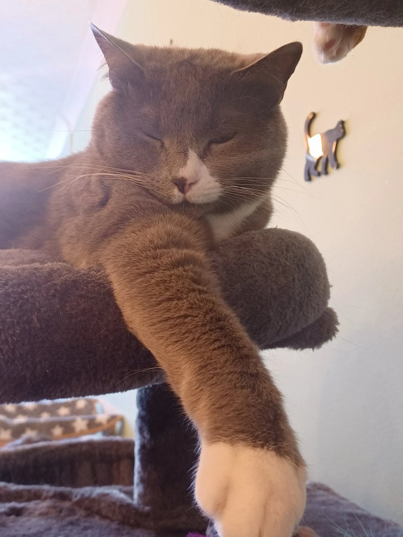 The Mad Catter Cat Cafe