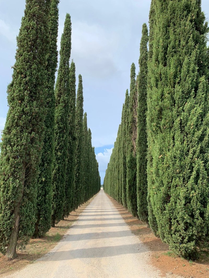 Azienda Agrituristica Le Betulle