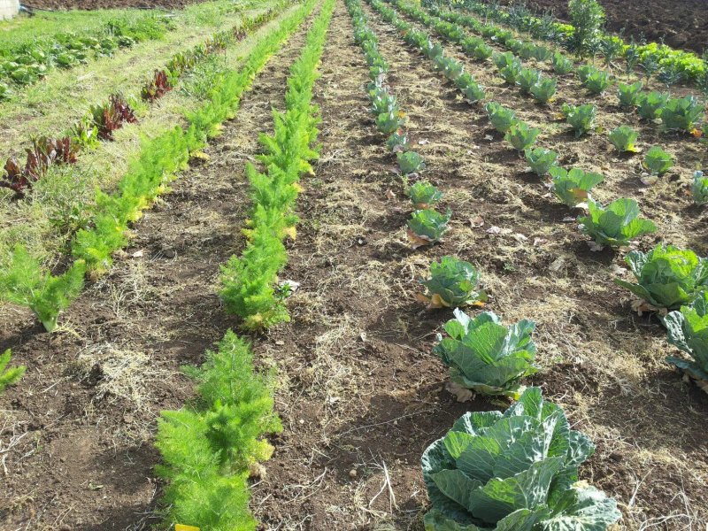 Fattoria La Sonnina