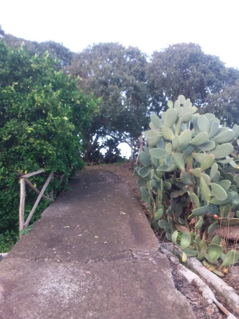 Agriturismo Il Limoneto
