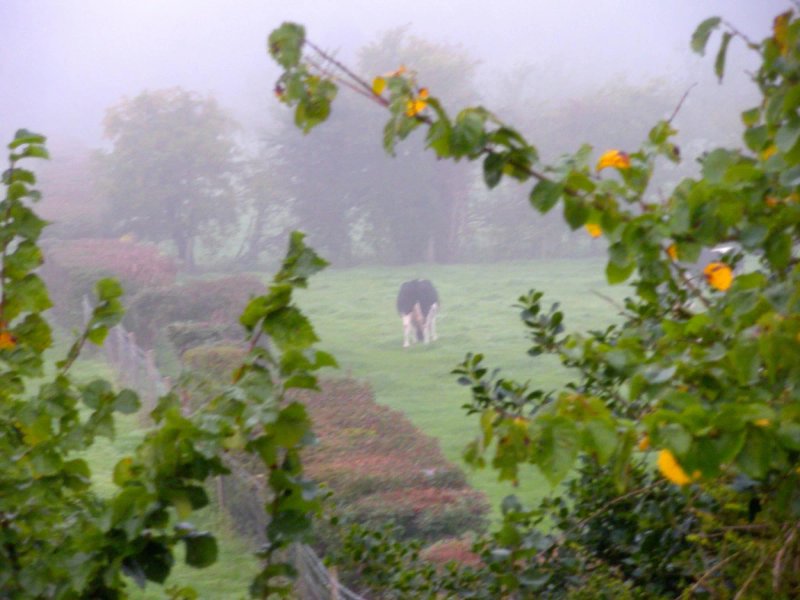 Combe House B&B