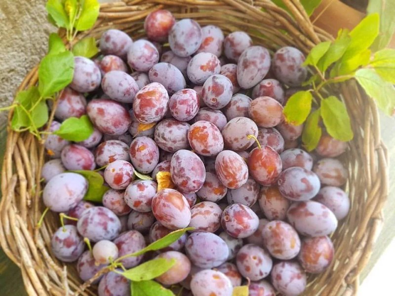 Agriturismo Lo Zipolo