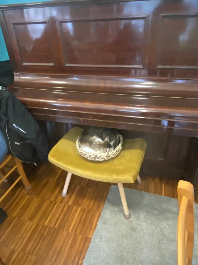 Crazy Cat Cafe