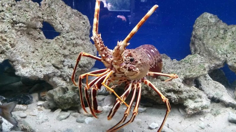 Ristorante Pizzeria Acquario