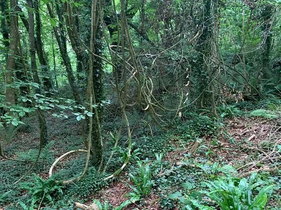 Oxwich National Nature Reserve