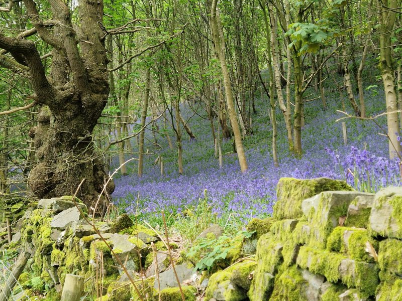 Slate Rigg Farm