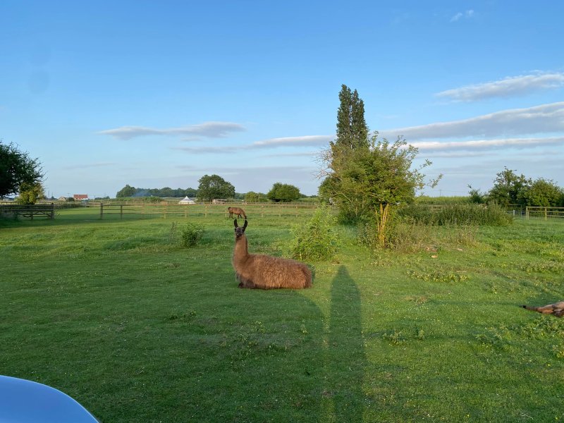 Glamping With Llamas