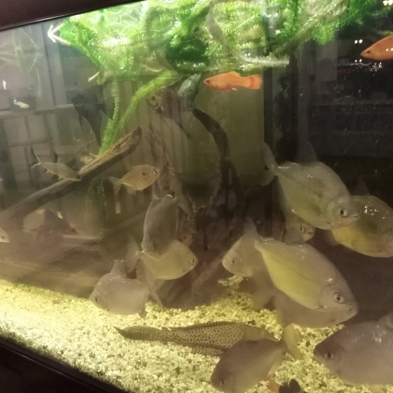 The Regal Fish Bar & restaurant