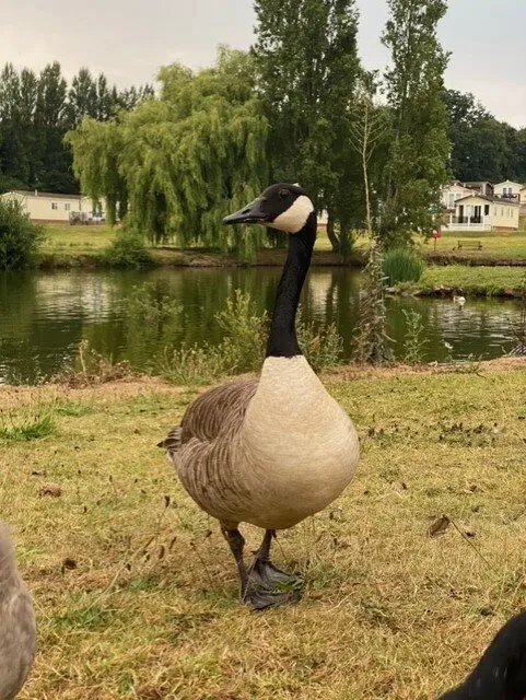 Hazelwood Holiday Park