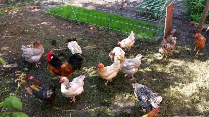 Dorfstube Rengersfeld (Bio zertifiziert)