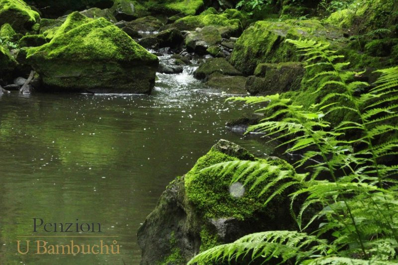 Penzion U Bambuchu