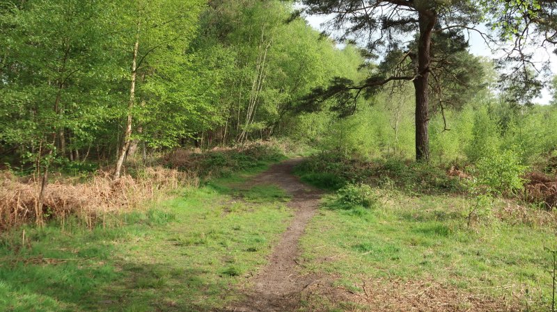 Wisley Common