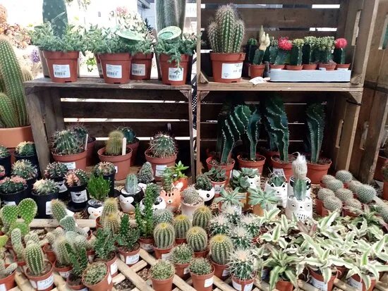 Blackdown Garden Centre,