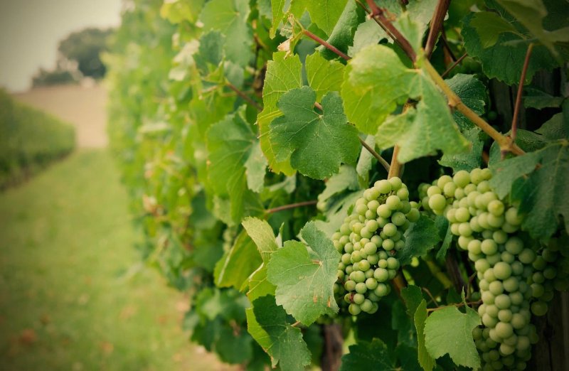Agriturismo Alberelle