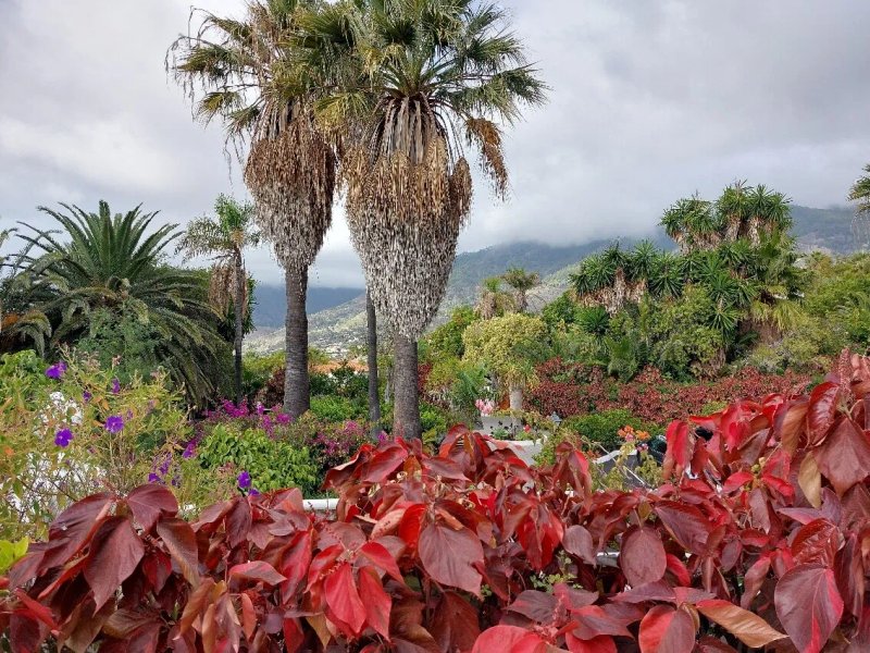 La Palma Jardin