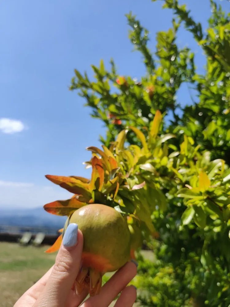 Fattoria Di Petrognano