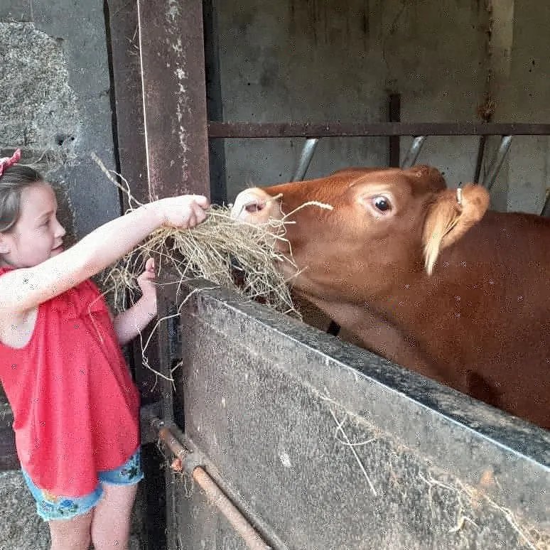 Tregolls Farm Holidays