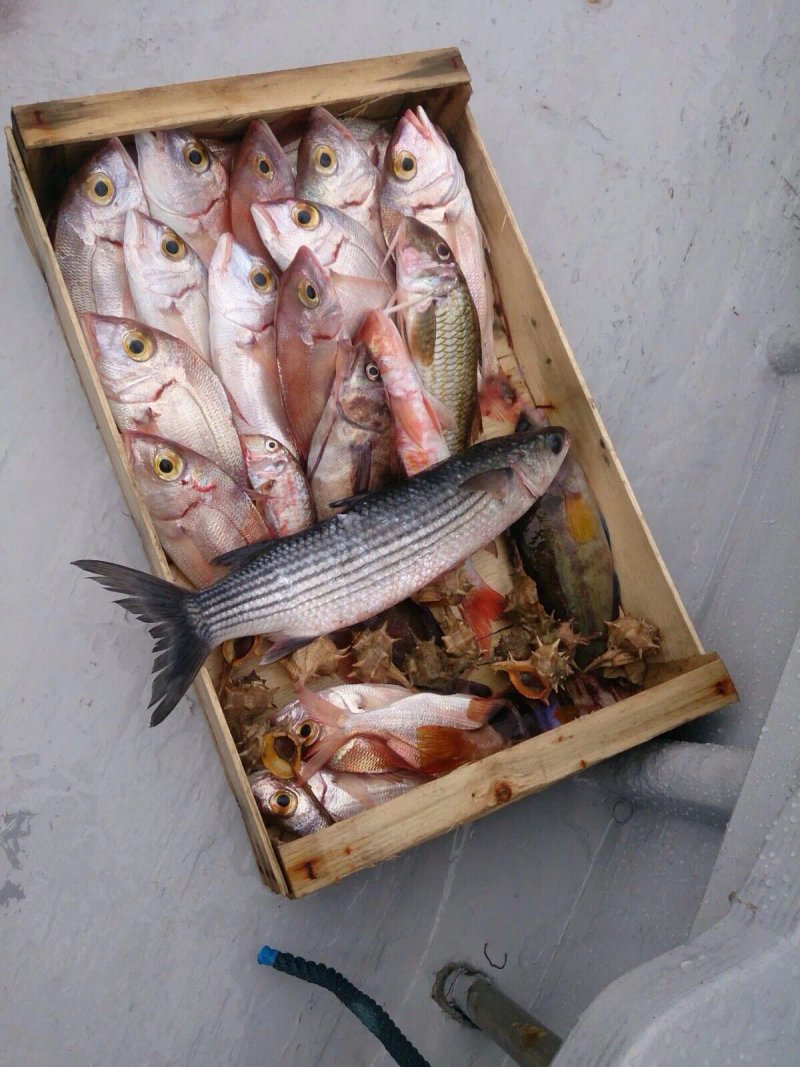 Portofino Fishing