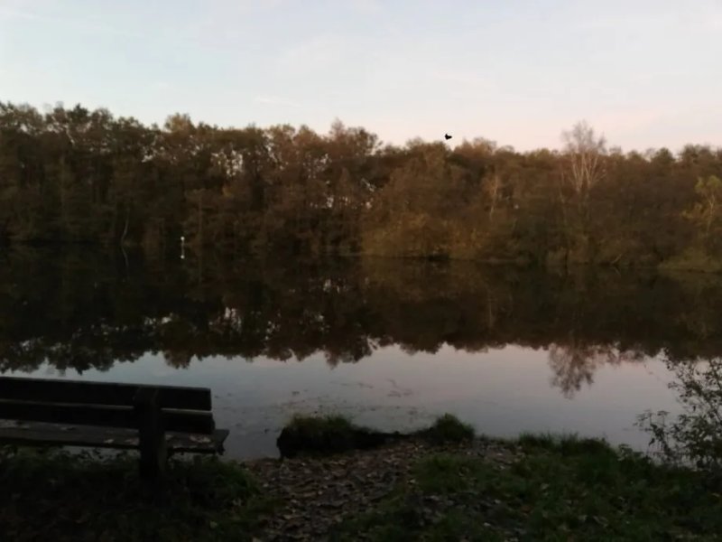 Muggenbusch