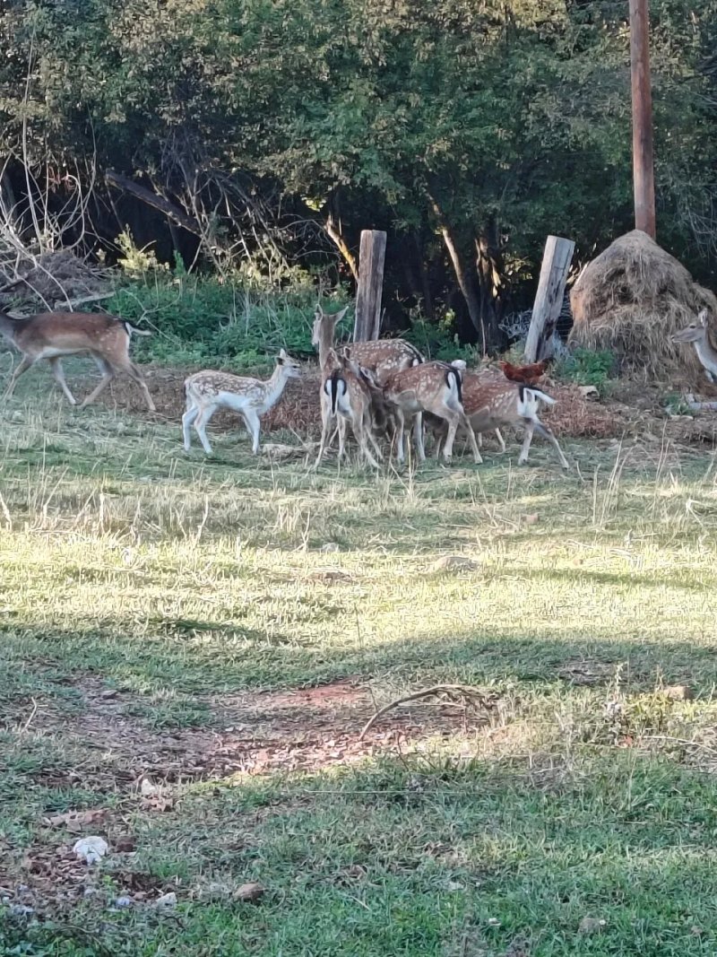 Keramario