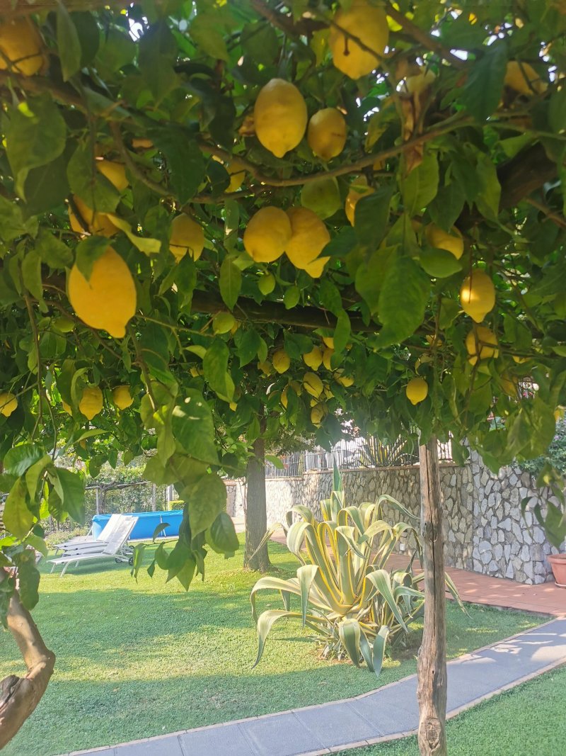 Farfalle E Gabbiani