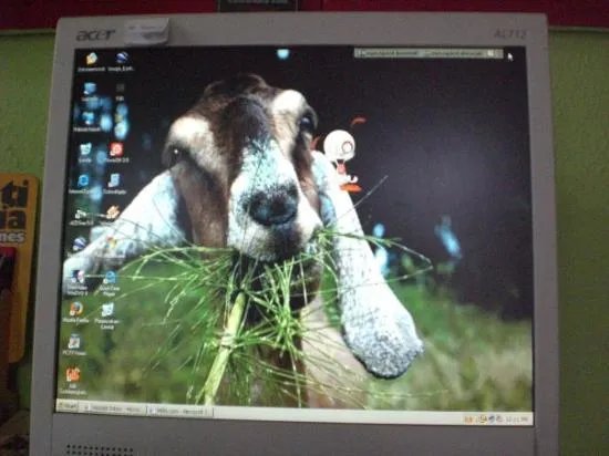 Goat Hostel