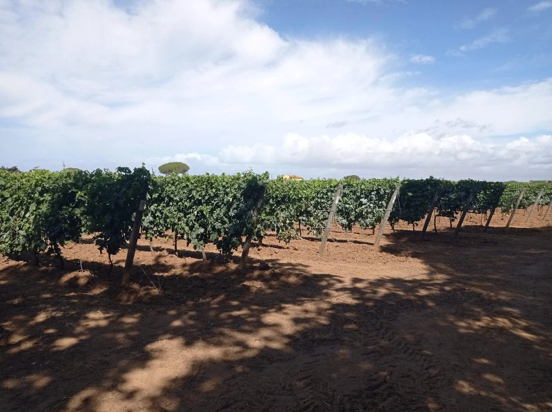 Azienda Agricola Villanoviana
