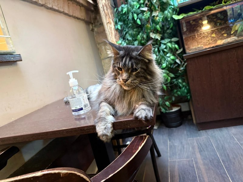 Zoo Cafe