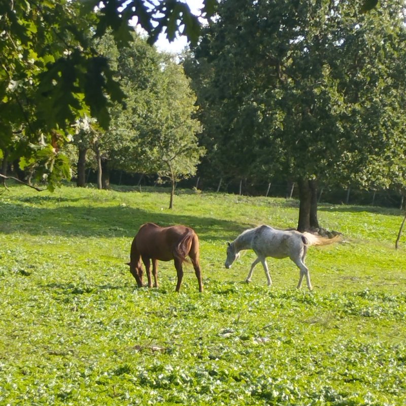 Scuderie del Peschio