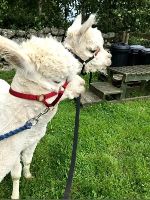 Drumburn Valais And Alpaca Trekking