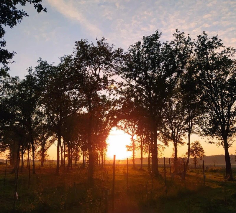 Voedselbos Kattenbergsebroek