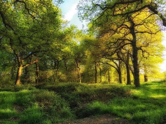 Alvecote Wood