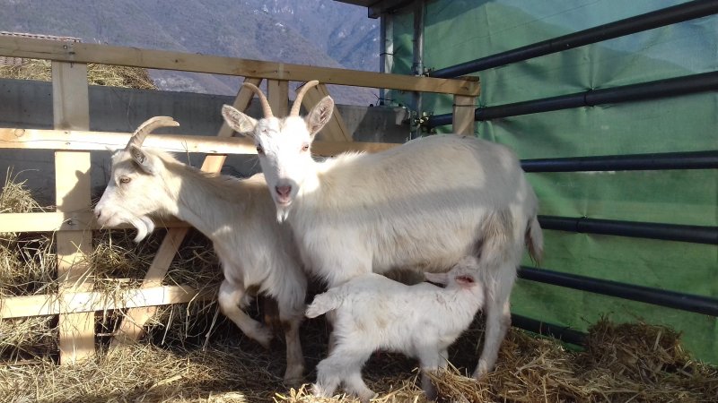 Azienda Agrituristica Ca Fossa