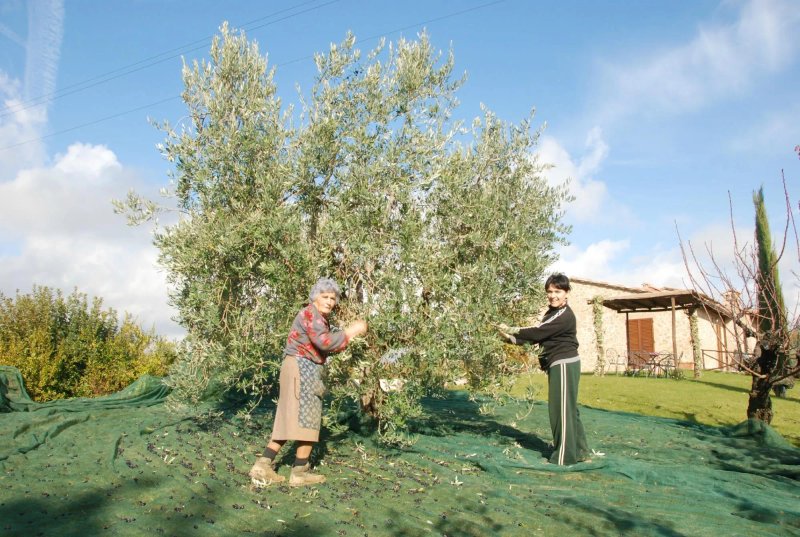 Agriturismo La Bruciata
