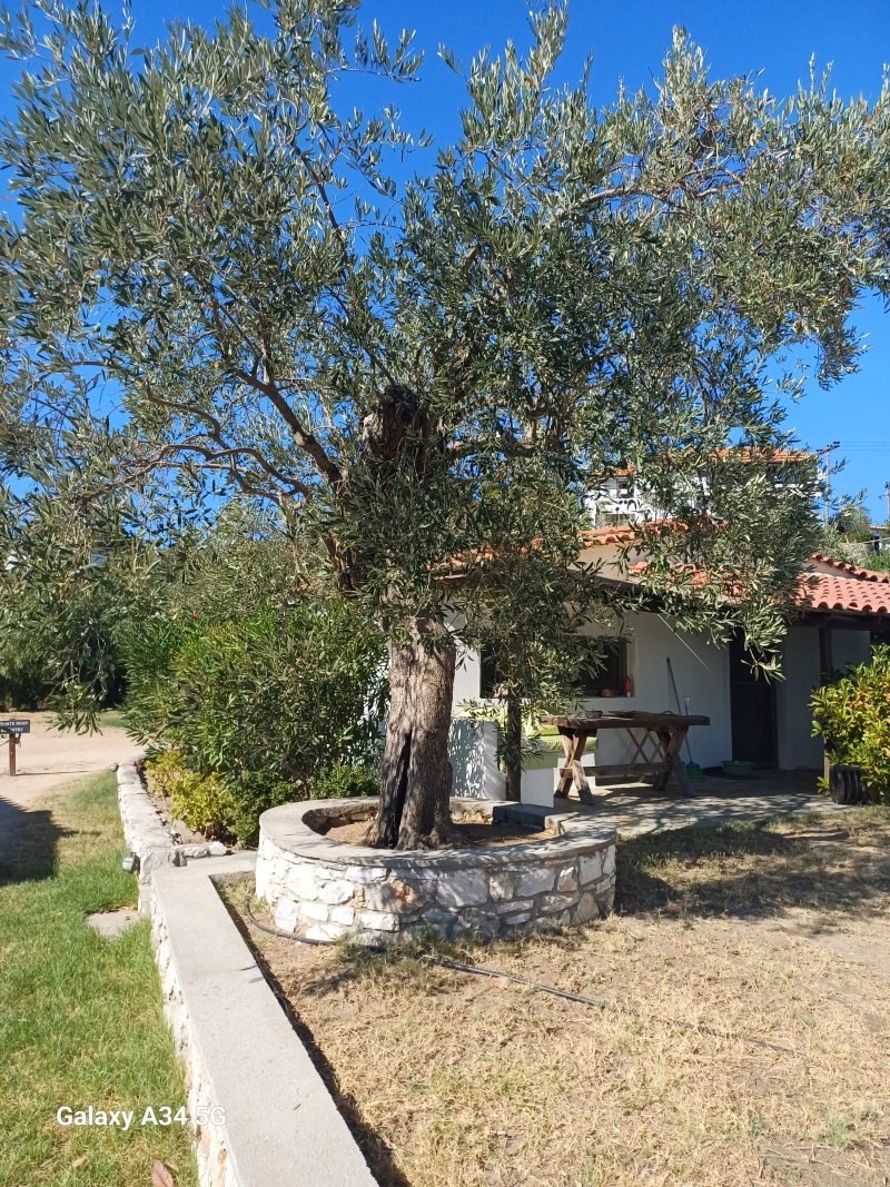 Kolios House