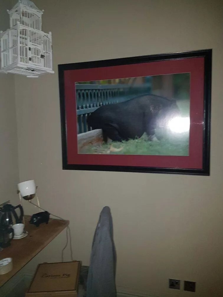 The Curious Pig in the Parlour