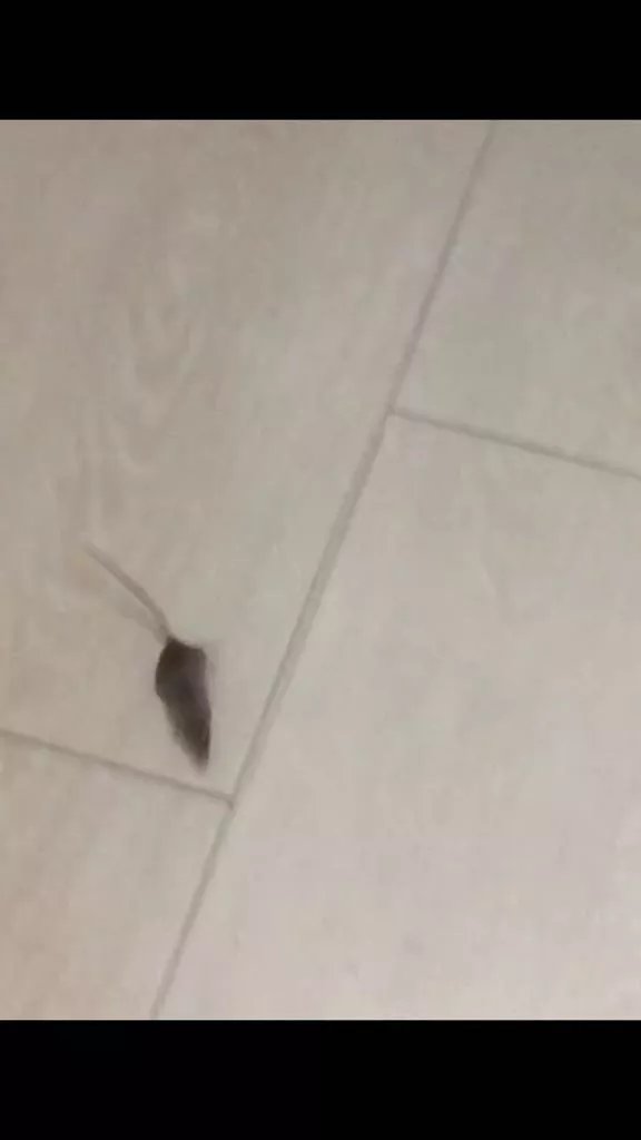 Apartamentos La Rosita