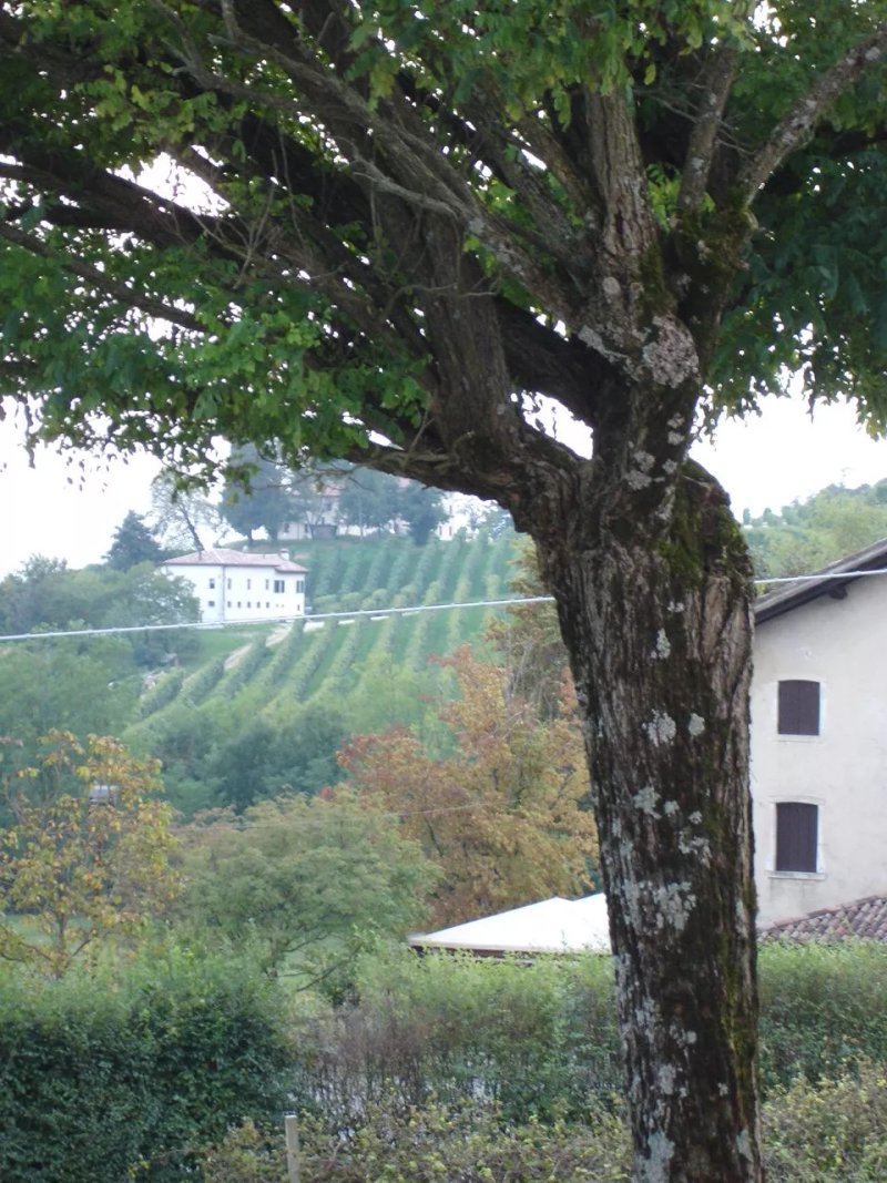 Le Pervinche