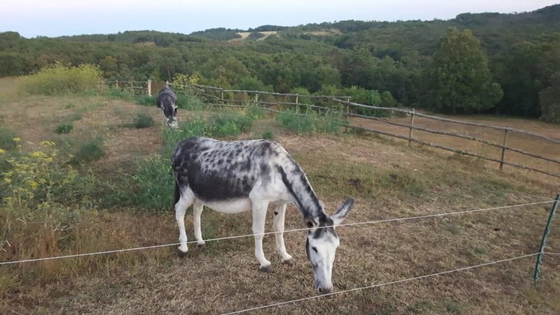 Domaine des Compouzines