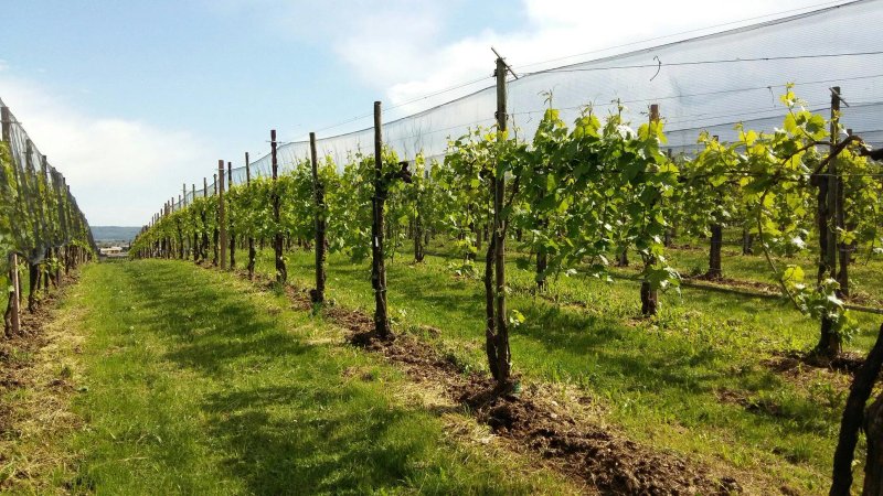 Agriturismo Riva de Milan