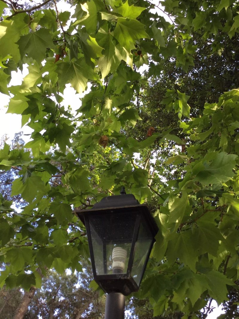 Camping al bosco