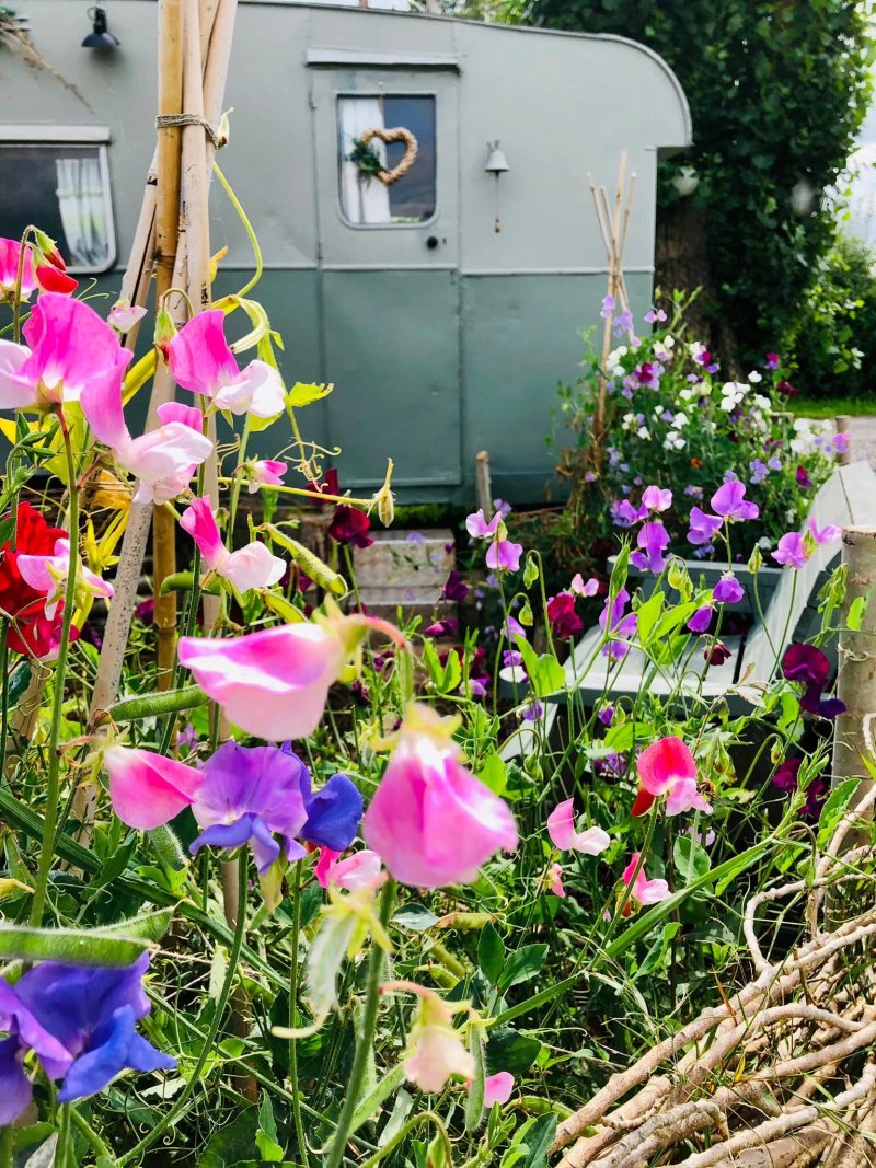 Little Pig Glamping