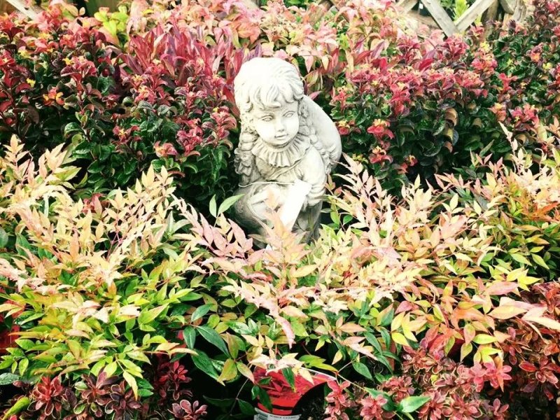 Sussex Country Gardener