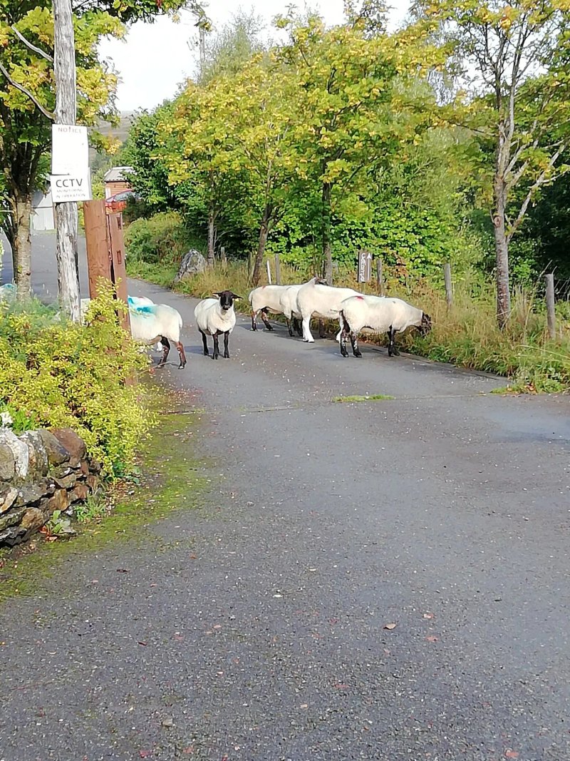Wicklow Way Lodge