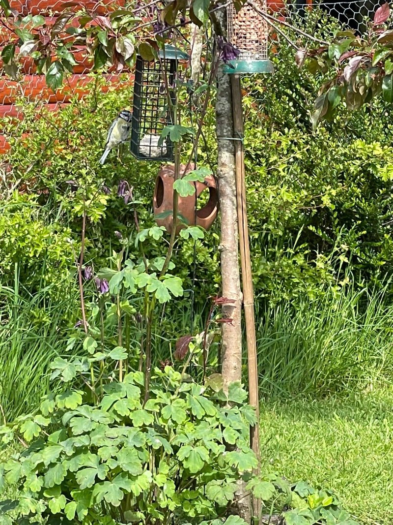 Cherry Tree Glamping