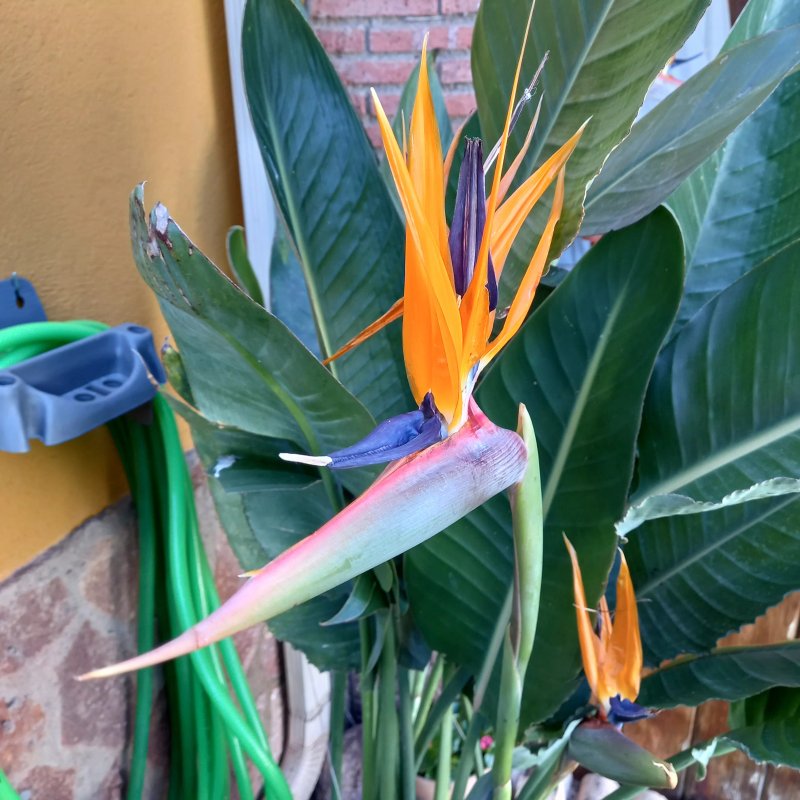 Braseria Portugal